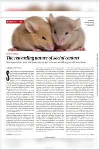 The Rewarding Nature of Social Contact summary
