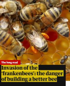 Invasion of the ‘Frankenbees’