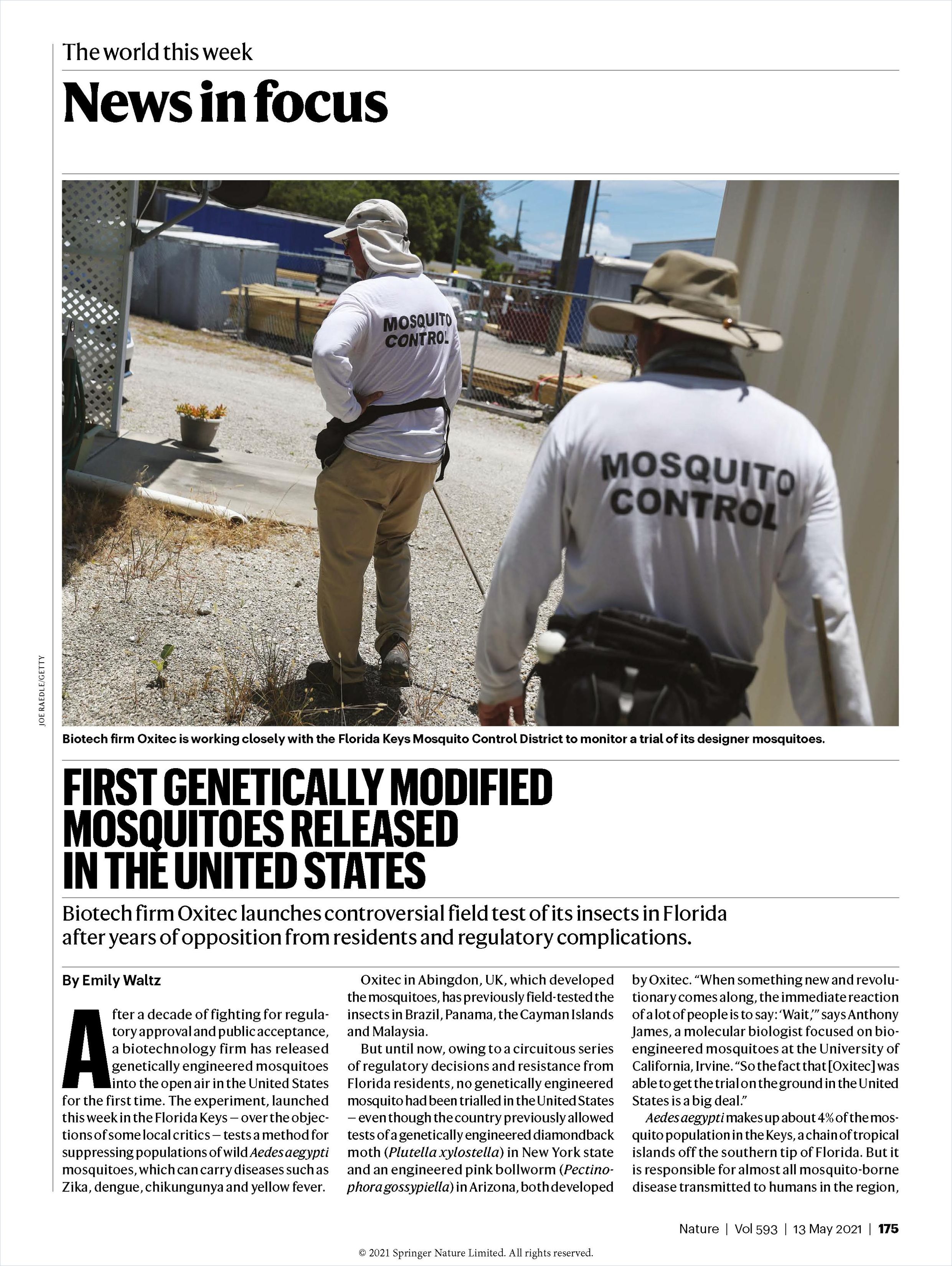 Image of: First Genetically Modified Mosquitoes Released in the United States